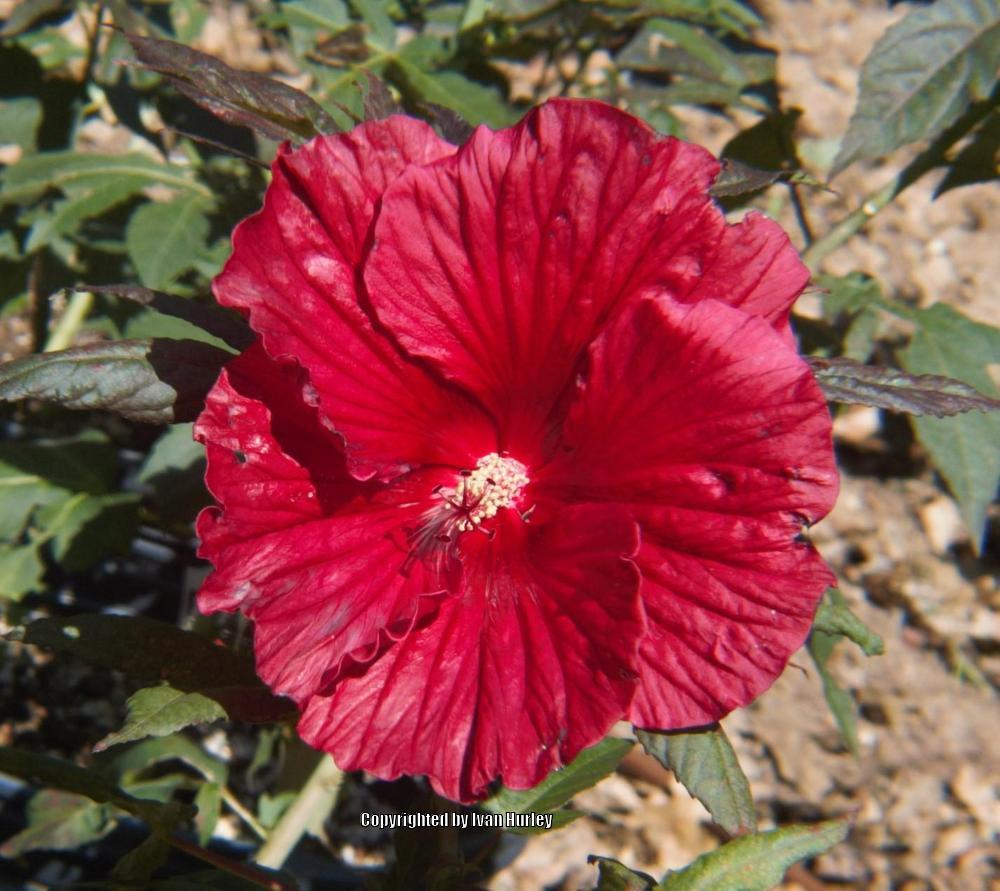 Photo of Hybrid Hardy Hibiscus (Hibiscus Summerific™ Holy Grail) uploaded by Ivan_N_Tx