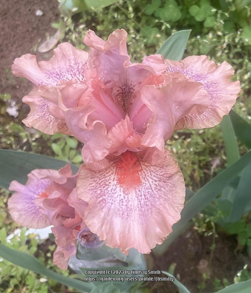 Photo of Standard Dwarf Bearded Iris (Iris 'Fruit Cup') uploaded by Lbsmitty