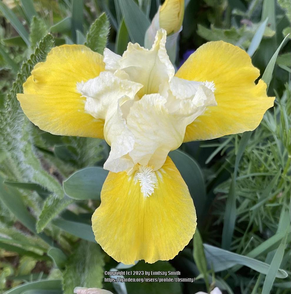 Photo of Standard Dwarf Bearded Iris (Iris 'Vavoom') uploaded by Lbsmitty