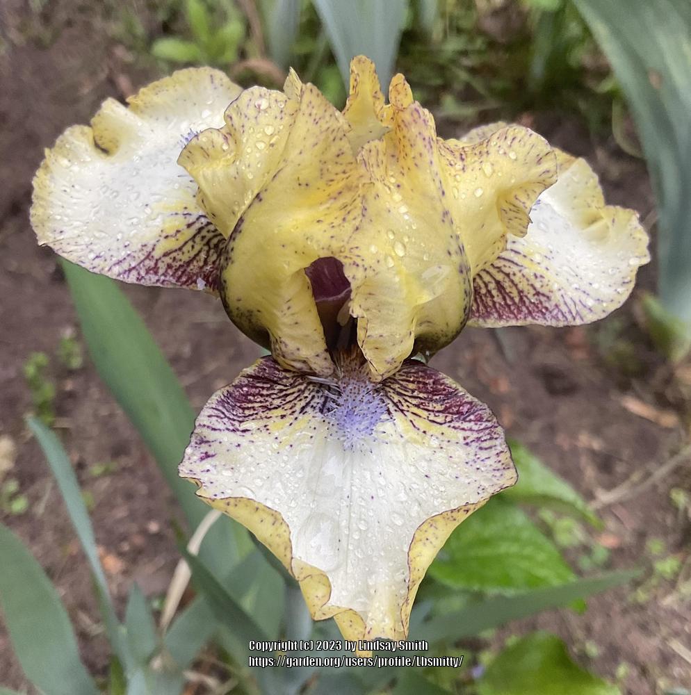 Photo of Standard Dwarf Bearded Iris (Iris 'Look Inside') uploaded by Lbsmitty