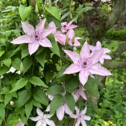 Location: Louisville KY
Date: 2023-05-19
Plain old Hagley Hybrid Clematis.