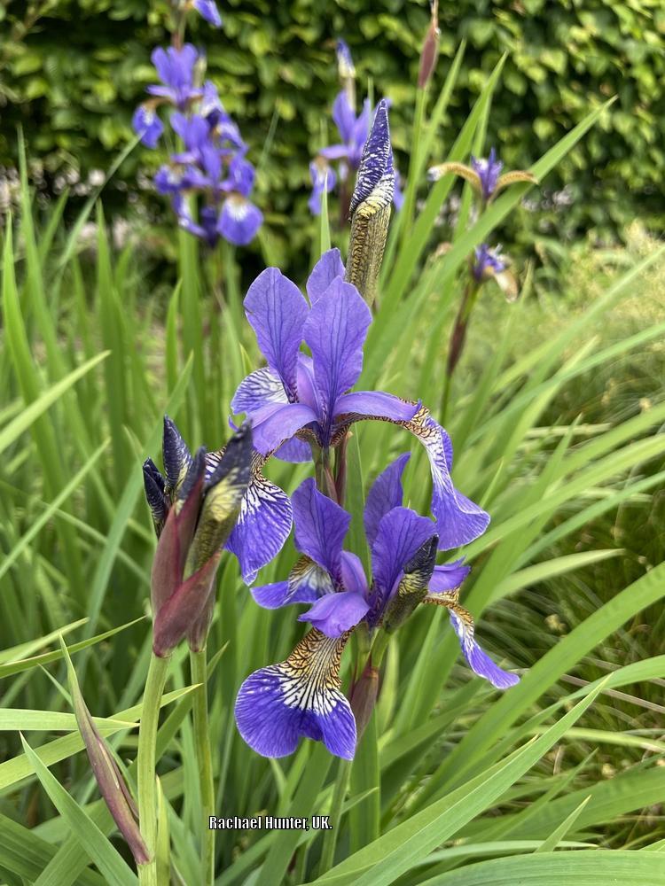 Photo of Species Iris (Iris versicolor) uploaded by RachaelHunter
