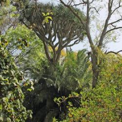 Location: Botanical garden of Madeira
Date: 2023-04-11
As high tree