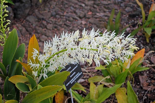 Photo of King Orchid (Dendrobium speciosum) uploaded by RuuddeBlock