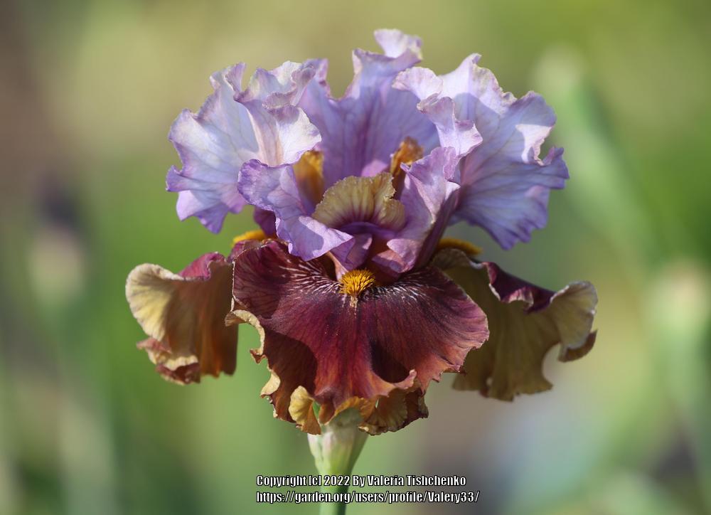 Photo of Tall Bearded Iris (Iris 'Rum is the Reason') uploaded by Valery33