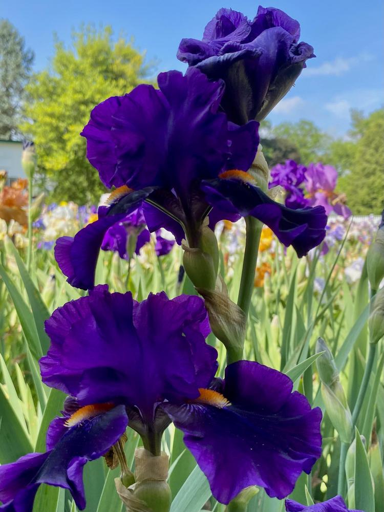 Photo of Tall Bearded Iris (Iris 'Tom Johnson') uploaded by csandt