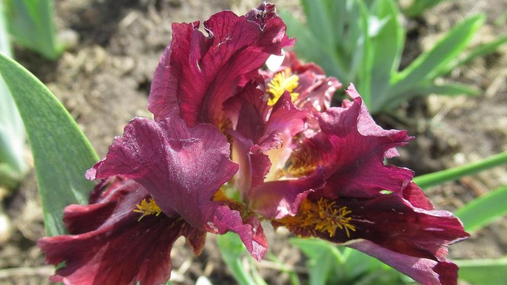 Photo of Standard Dwarf Bearded Iris (Iris 'Blazing Garnet') uploaded by gardenglassgems