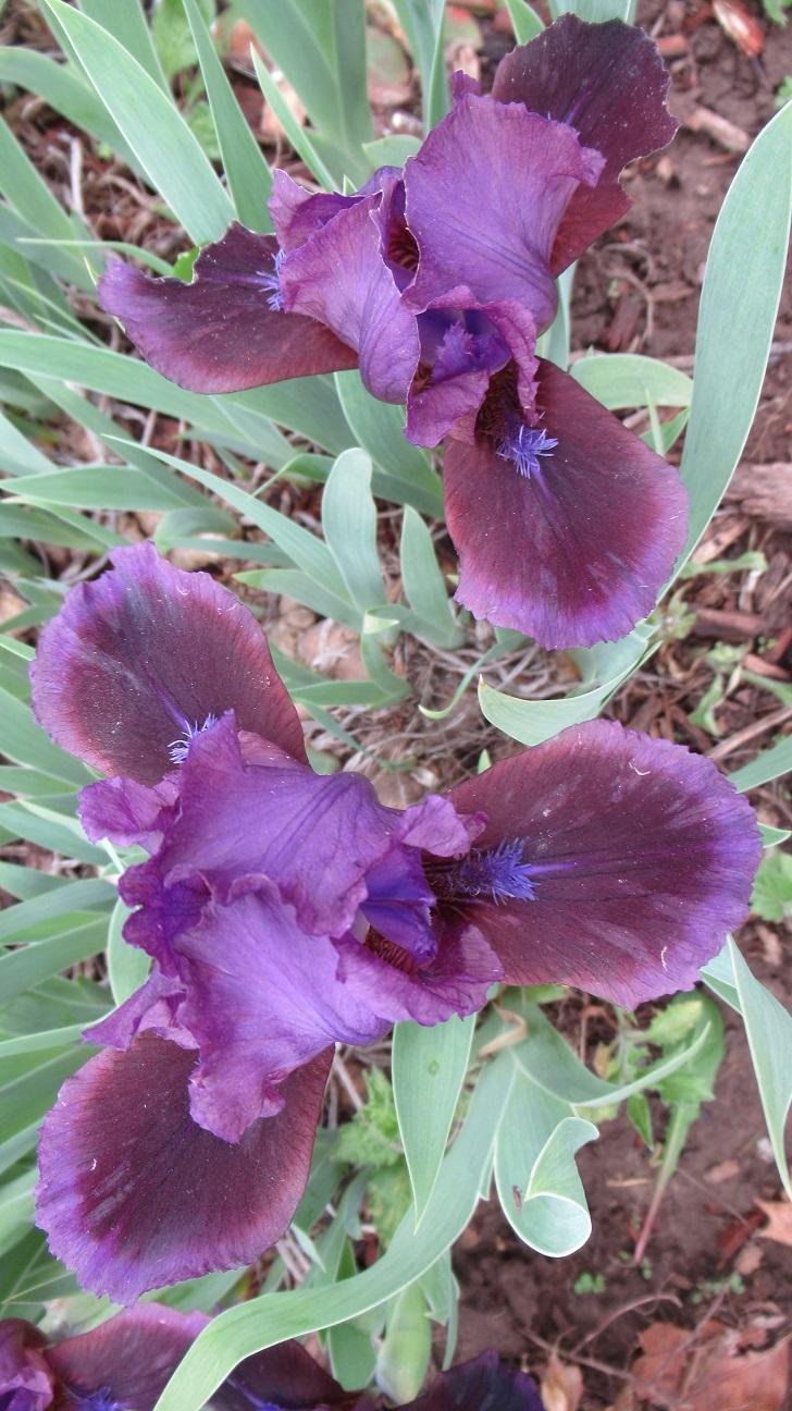 Photo of Standard Dwarf Bearded Iris (Iris 'Little Episode') uploaded by gardenglassgems