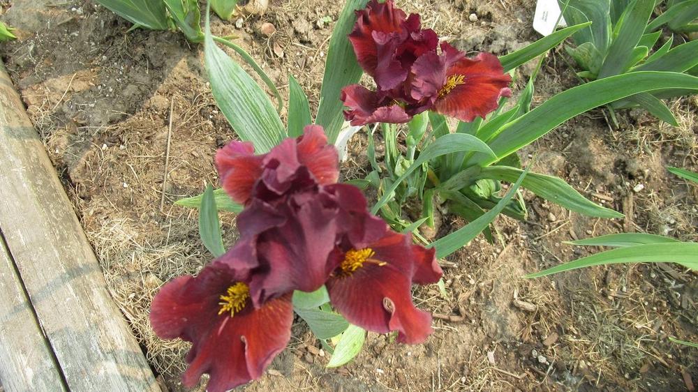 Photo of Standard Dwarf Bearded Iris (Iris 'Blazing Garnet') uploaded by gardenglassgems