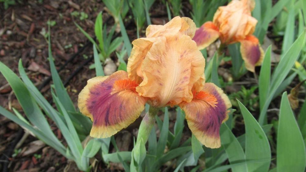 Photo of Standard Dwarf Bearded Iris (Iris 'Pele') uploaded by gardenglassgems