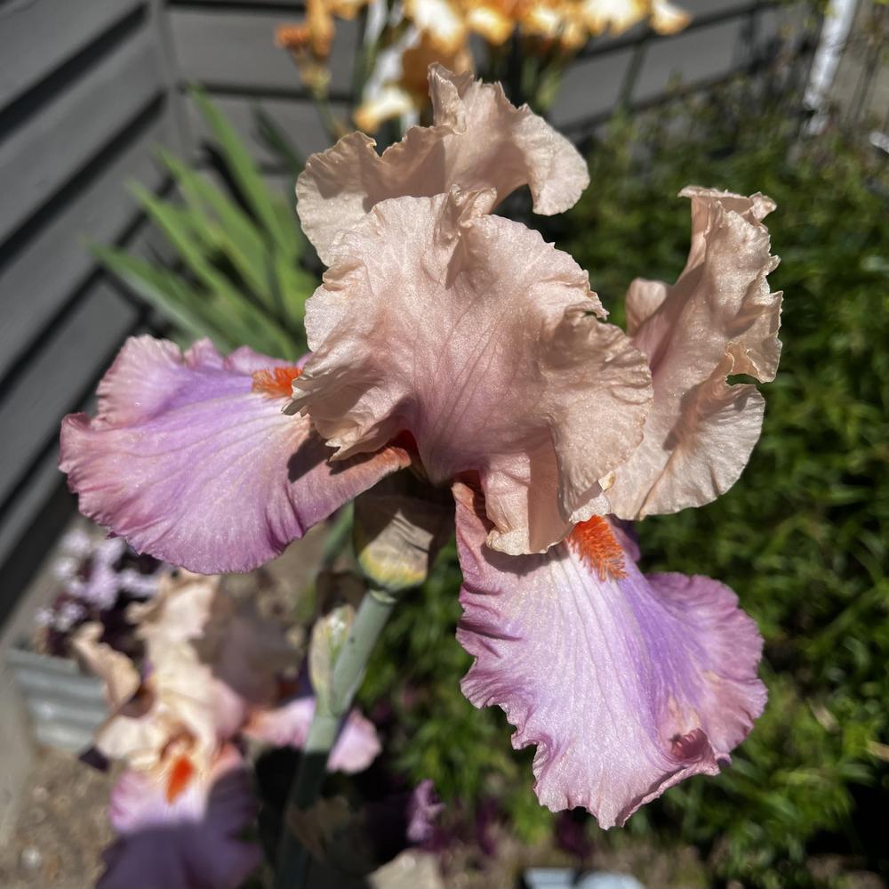 Photo of Tall Bearded Iris (Iris 'Panama Fling') uploaded by imnotmike