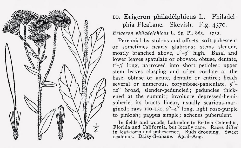 Photo of Philadelphia Fleabane (Erigeron philadelphicus) uploaded by scvirginia