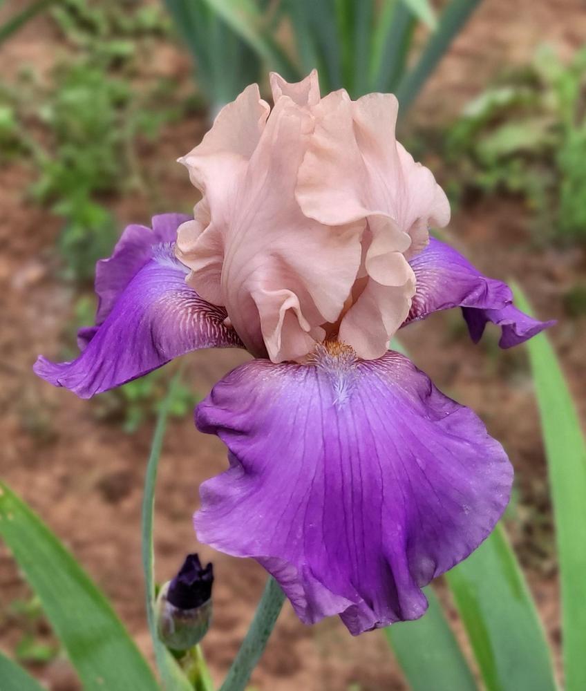 Photo of Tall Bearded Iris (Iris 'Poem of Ecstasy') uploaded by Bitoftrouble