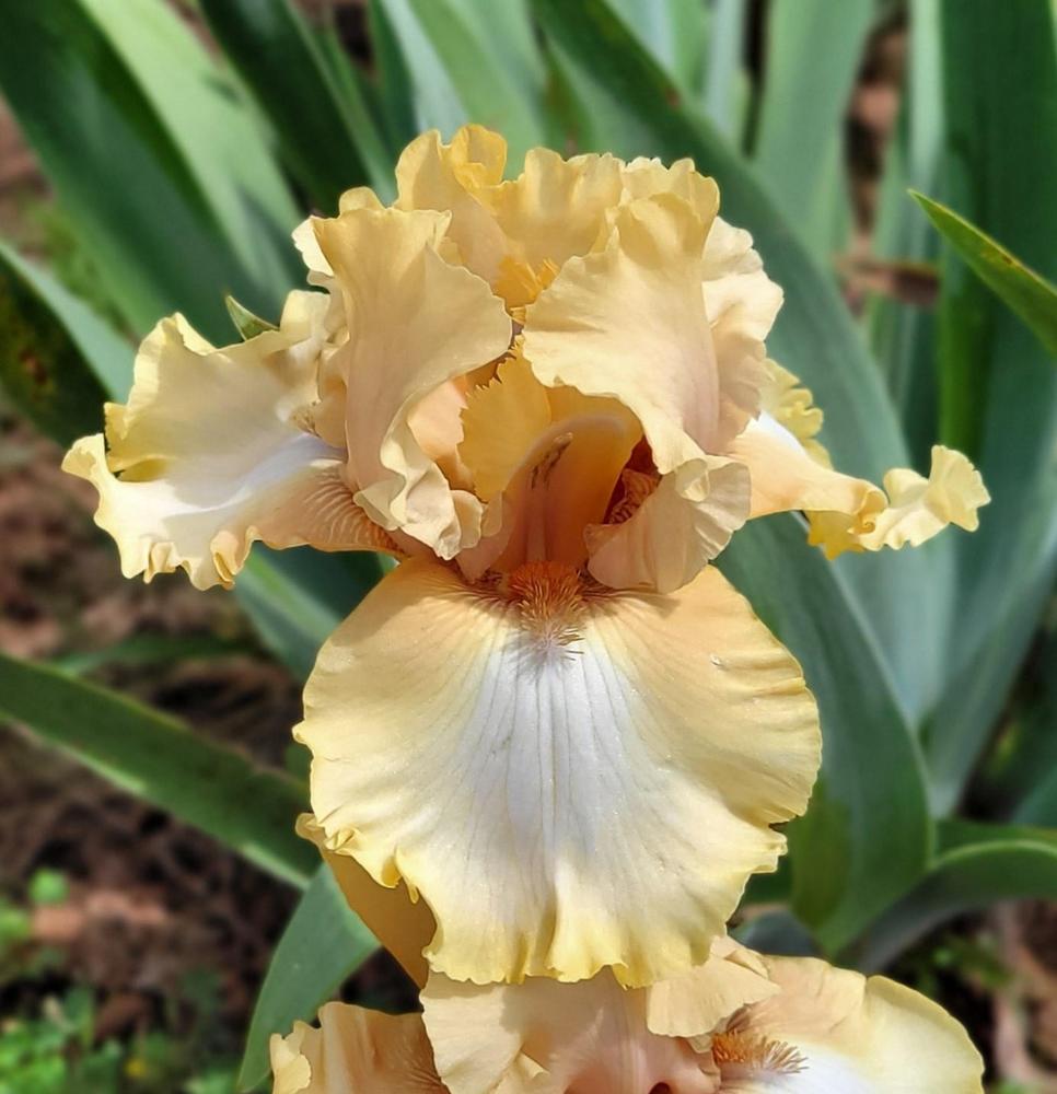 Photo of Tall Bearded Iris (Iris 'Lover's Charm') uploaded by Bitoftrouble
