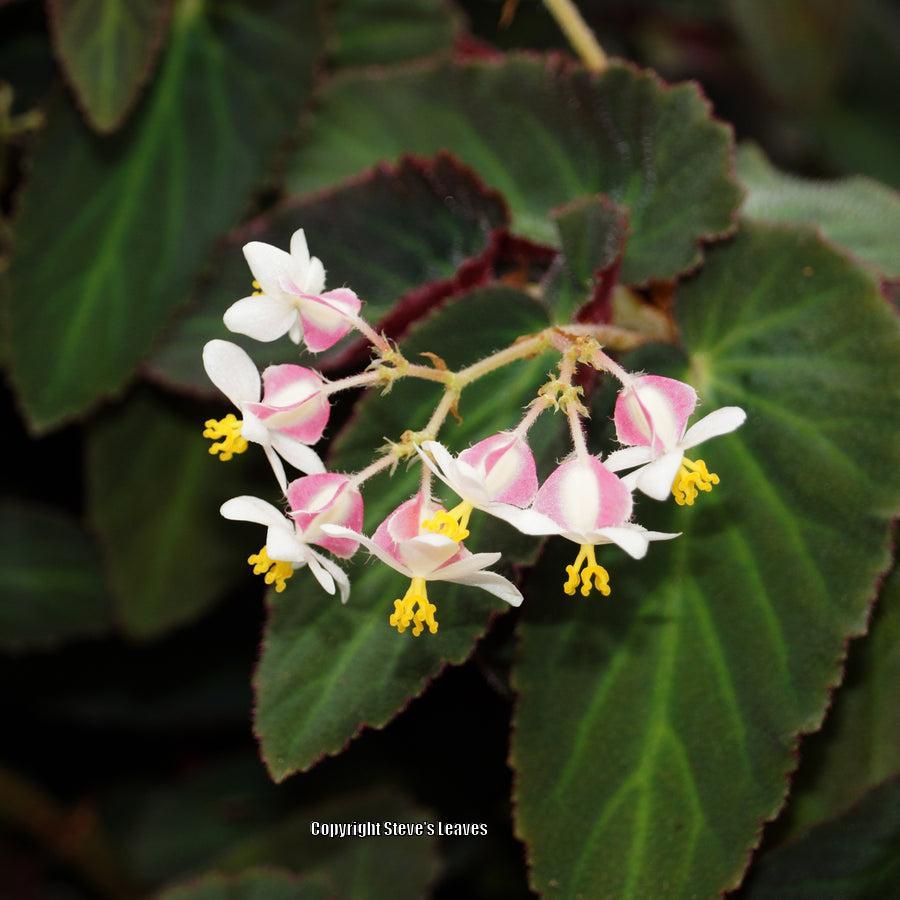 Photo of Trailing Begonia (Begonia 'Withlacoochee') uploaded by Calif_Sue