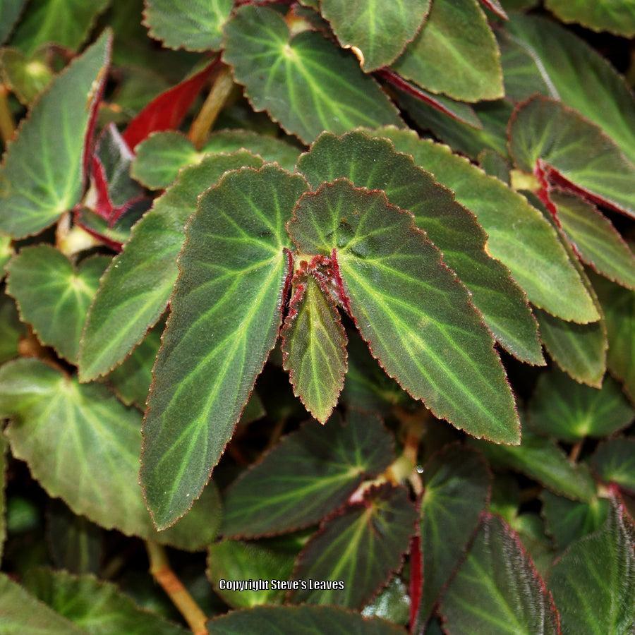 Photo of Trailing Begonia (Begonia 'Withlacoochee') uploaded by Calif_Sue