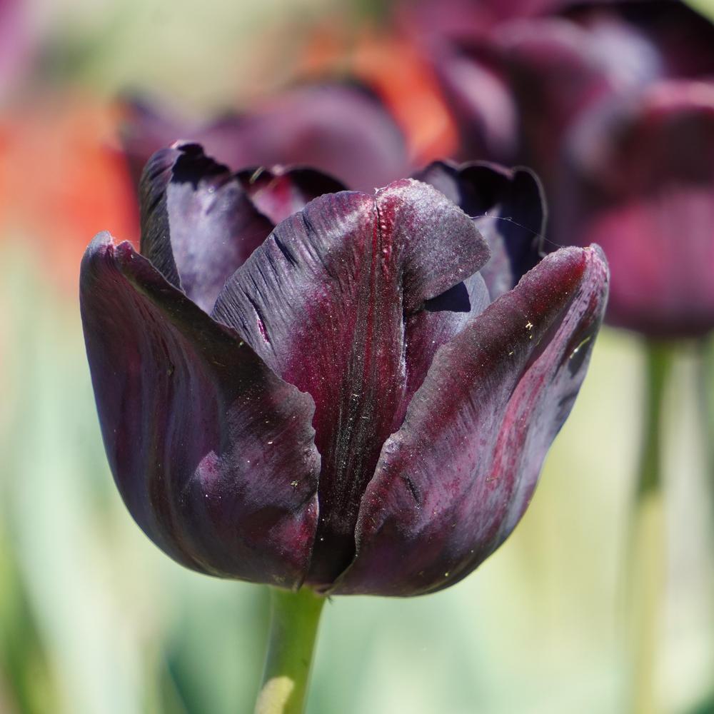 Photo of Triumph Tulip (Tulipa 'Paul Scherer') uploaded by D3LL
