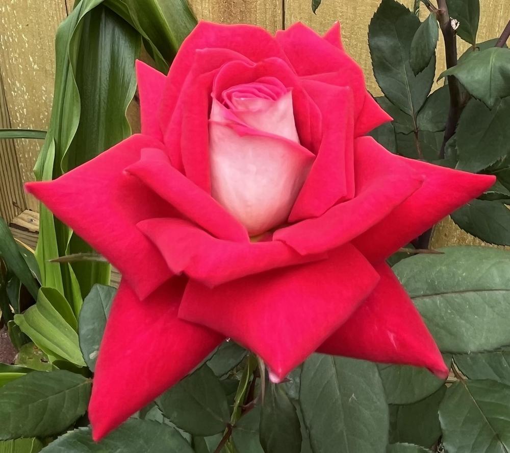 Photo of Rose (Rosa 'Love') uploaded by KatWoytek
