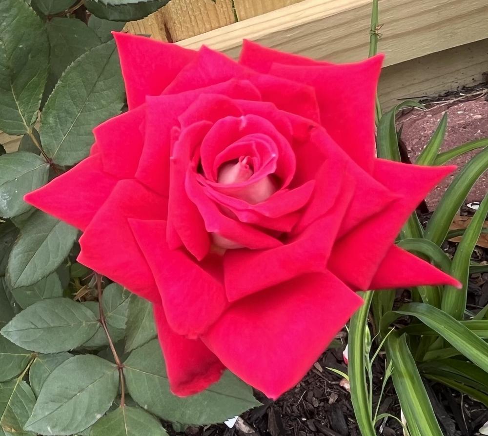Photo of Rose (Rosa 'Love') uploaded by KatWoytek