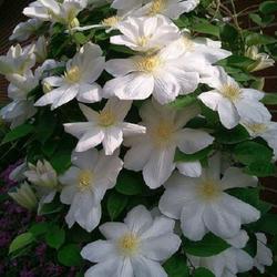 Location: Weirton, WV
Date: May 2012
Long living clematis - Clematis Lanuginosa Candida - purchased in