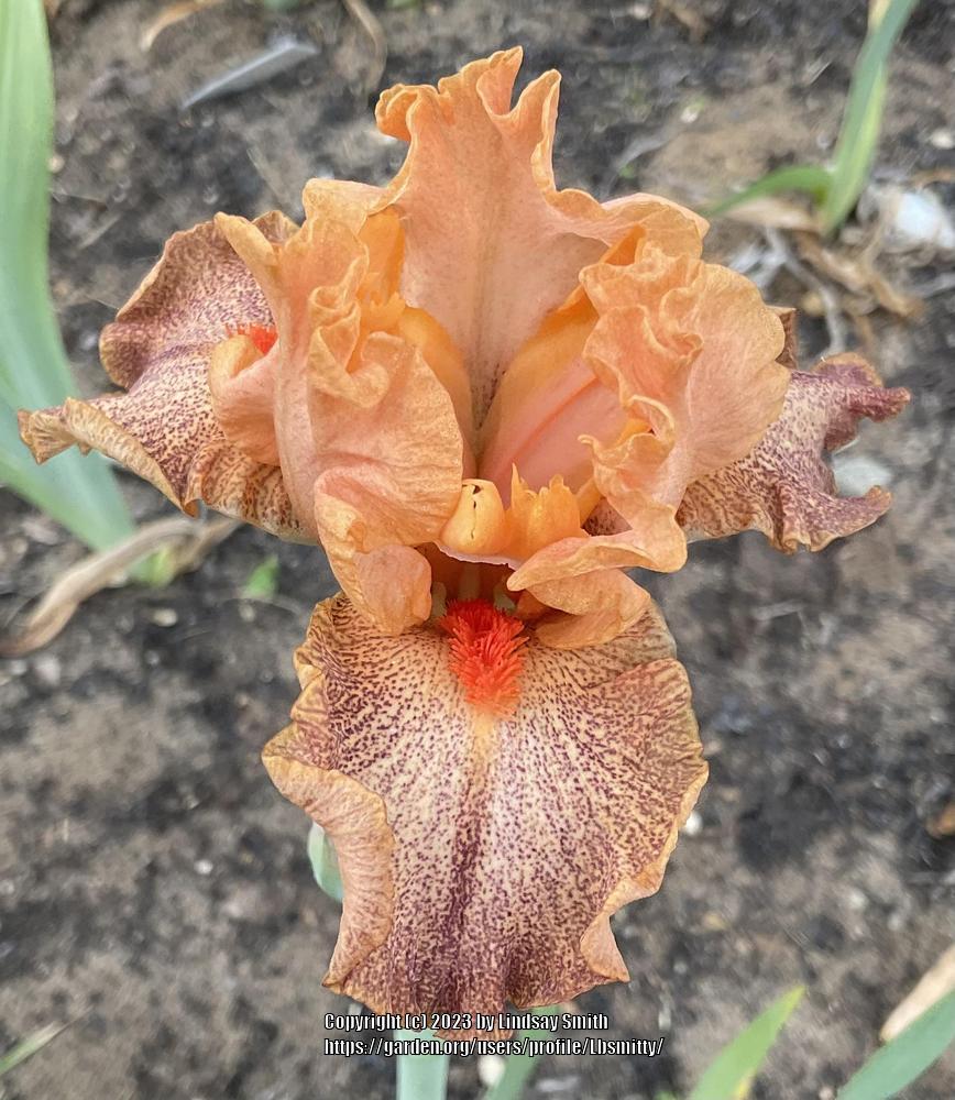 Photo of Intermediate Bearded Iris (Iris 'Spiced Peaches') uploaded by Lbsmitty