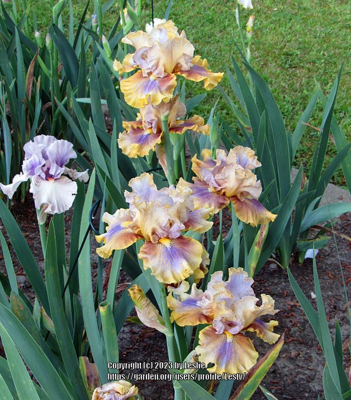 Photo of Tall Bearded Iris (Iris 'Power Down') uploaded by Lestv