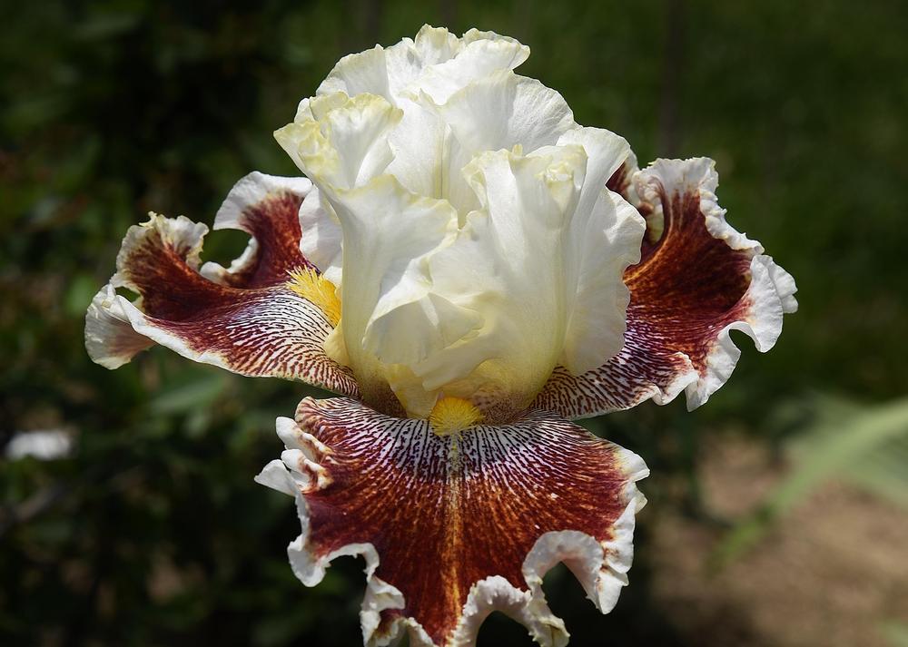 Photo of Tall Bearded Iris (Iris 'Wonders Never Cease') uploaded by Polka45