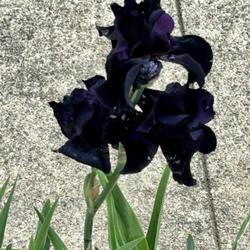 Location: Zanesville, OH
Date: May 20, 2023
Heirloom Black Forest Iris