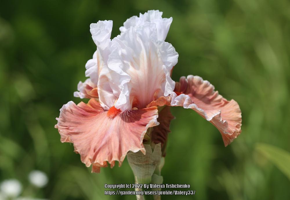 Photo of Tall Bearded Iris (Iris 'Magic Mirror') uploaded by Valery33