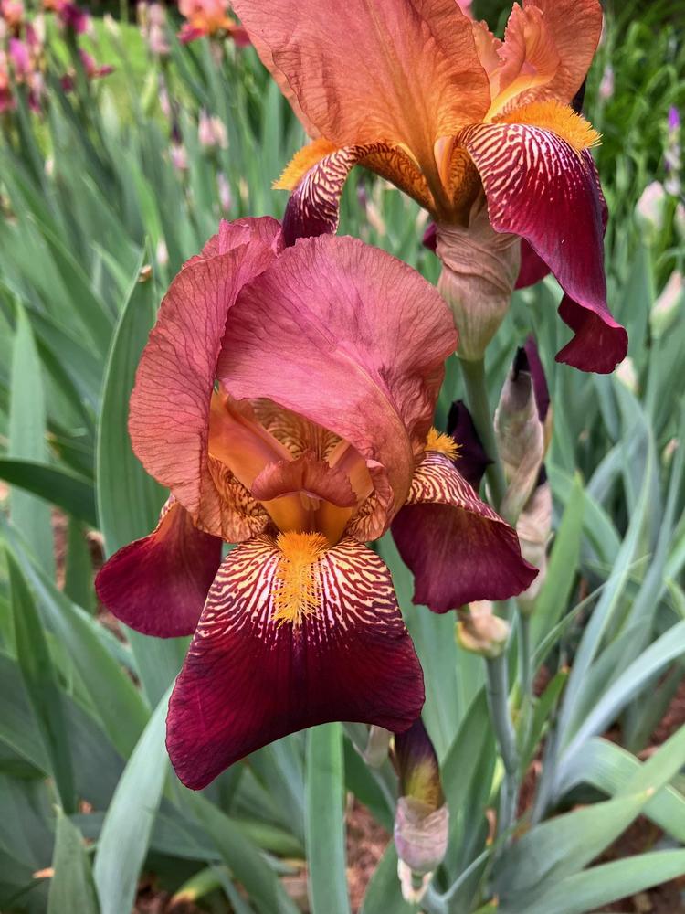 Photo of Tall Bearded Iris (Iris 'Elkhart') uploaded by lharvey16