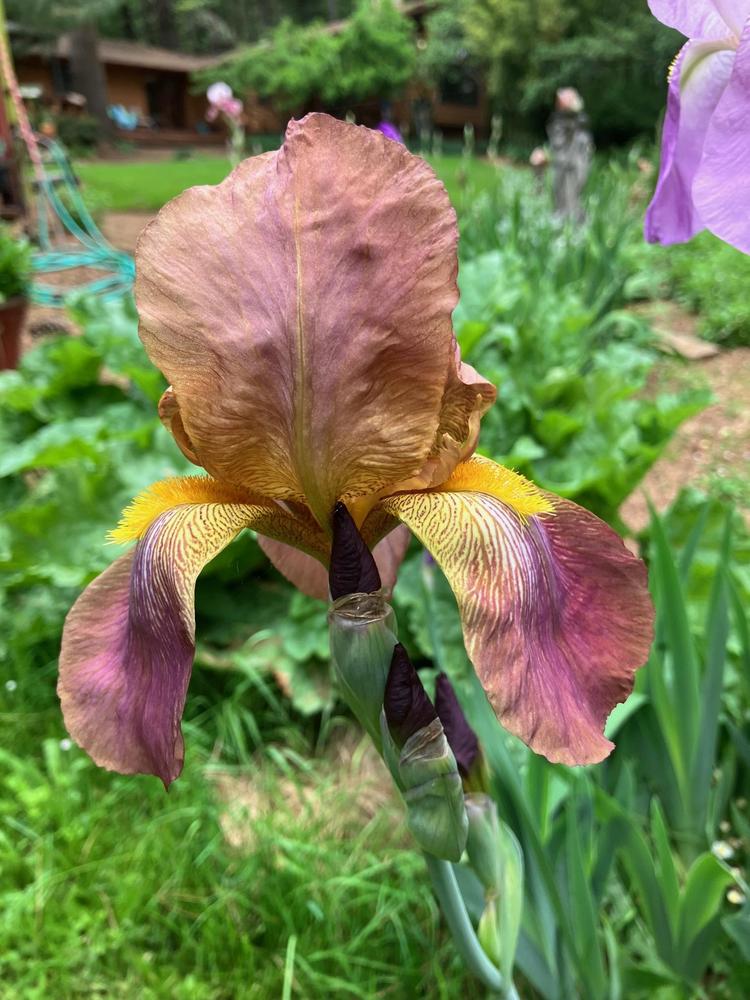 Photo of Tall Bearded Iris (Iris 'Jean Cayeux') uploaded by lharvey16