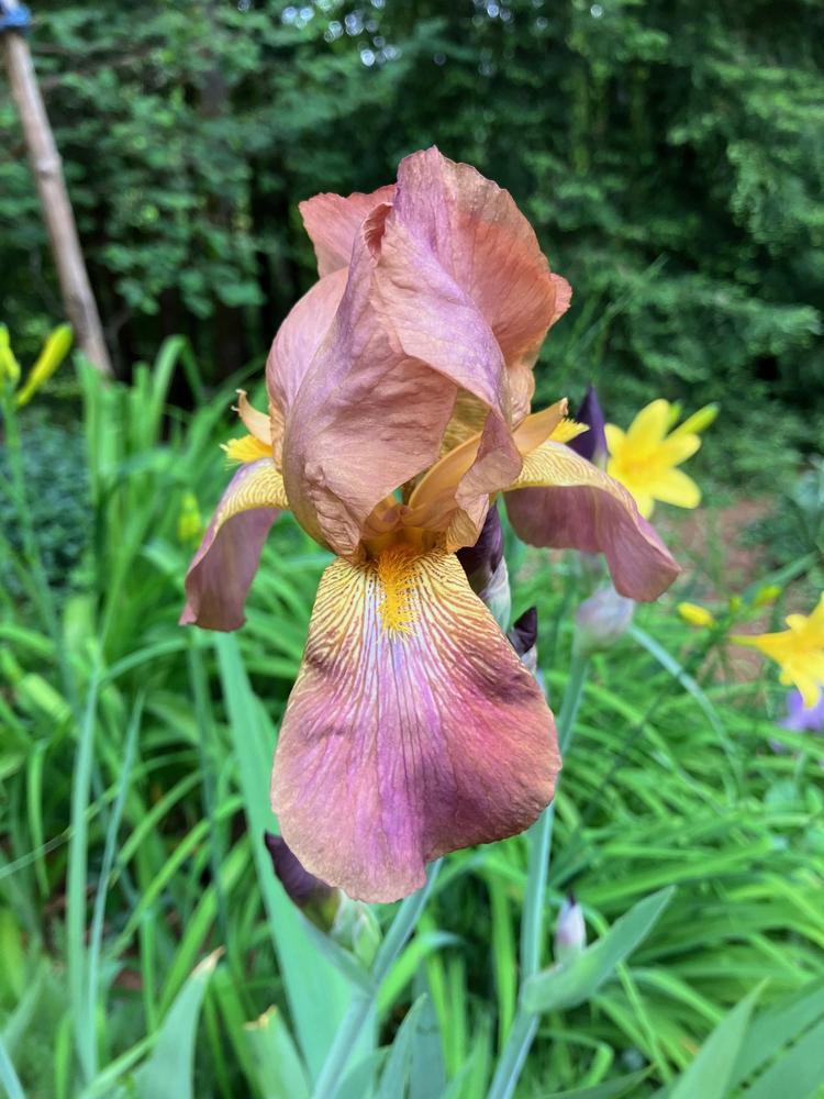 Photo of Tall Bearded Iris (Iris 'Jean Cayeux') uploaded by lharvey16