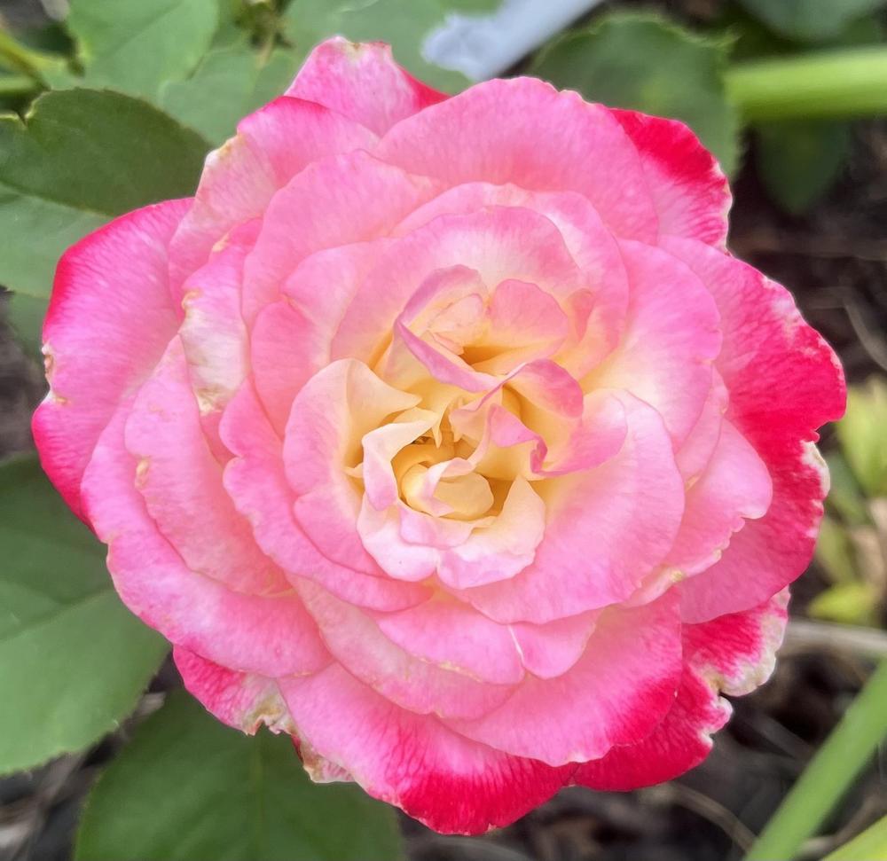Photo of Hybrid Tea Rose (Rosa 'Double Delight') uploaded by KatWoytek