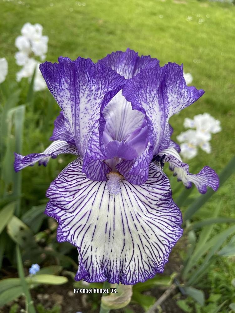 Photo of Tall Bearded Iris (Iris 'Autumn Circus') uploaded by RachaelHunter