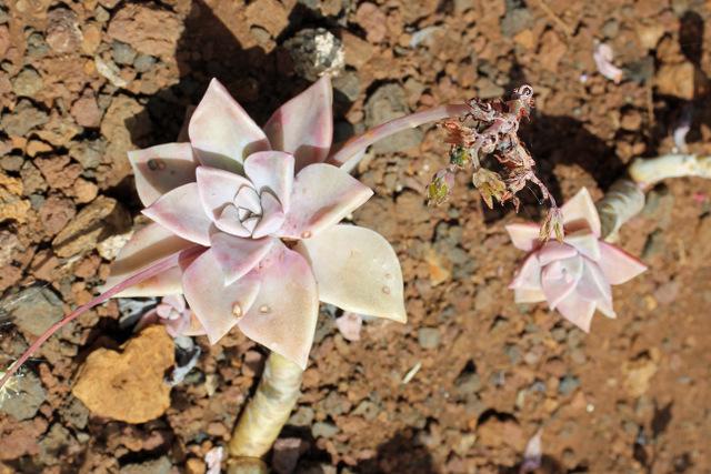 Photo of Ghost Plant (Graptopetalum paraguayense) uploaded by RuuddeBlock