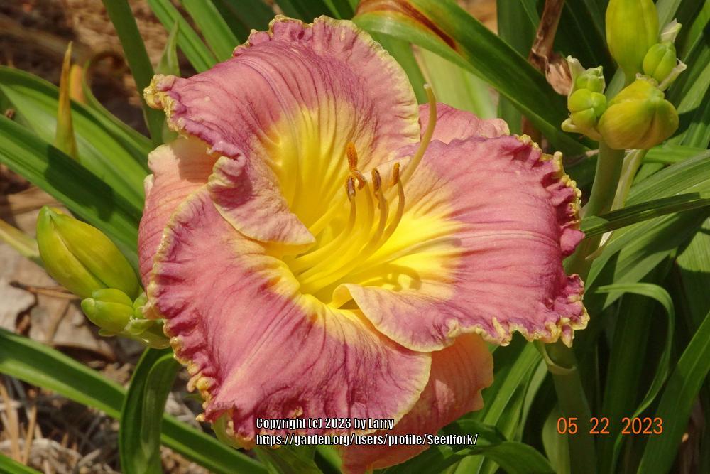 Photo of Daylily (Hemerocallis 'Spacecoast the Great Divide') uploaded by Seedfork