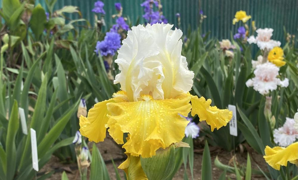 Photo of Tall Bearded Iris (Iris 'Alpine Harmony') uploaded by StevePlayer