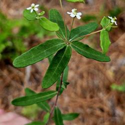 Location: Southern Pines, NC (Mill creek greenway along gas right if way area)
Date: May 18, 2023
Flowering Spurge # 452, RAB p.672, 107-11-13; AG p. 454, 98-1-12,