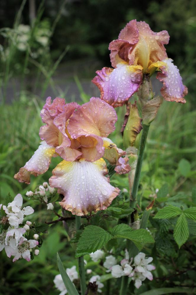 Photo of Tall Bearded Iris (Iris 'Rainbow Hues') uploaded by cinvasko