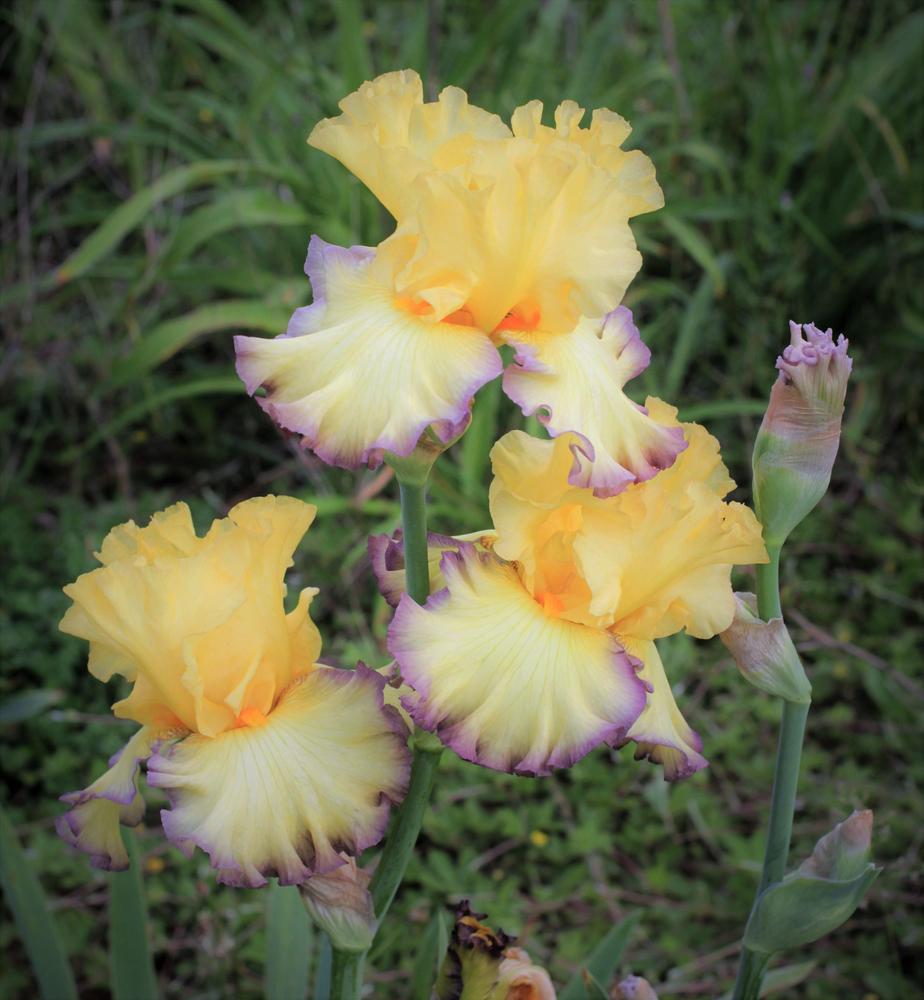 Photo of Tall Bearded Iris (Iris 'Ruby Moon') uploaded by cinvasko