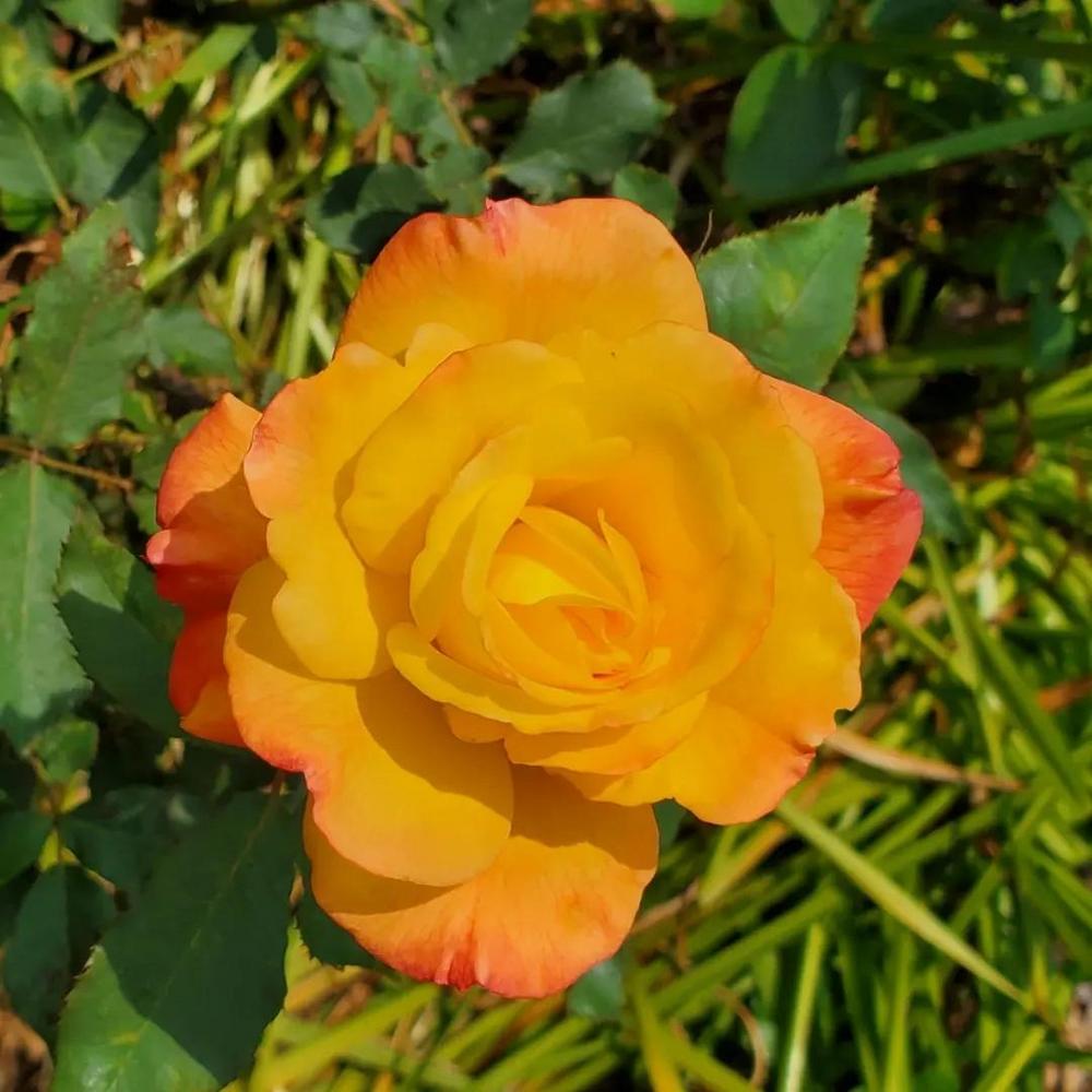Photo of Hybrid Tea Rose (Rosa 'Rio Samba') uploaded by FurryRoseBear