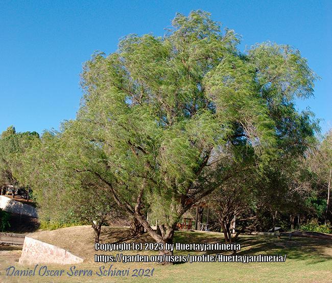 Photo of California Pepper Tree (Schinus molle) uploaded by Huertayjardineria