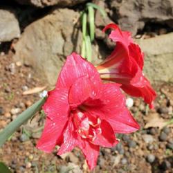 Location: Botanical garden of Madeira
Date: 2023-04-11