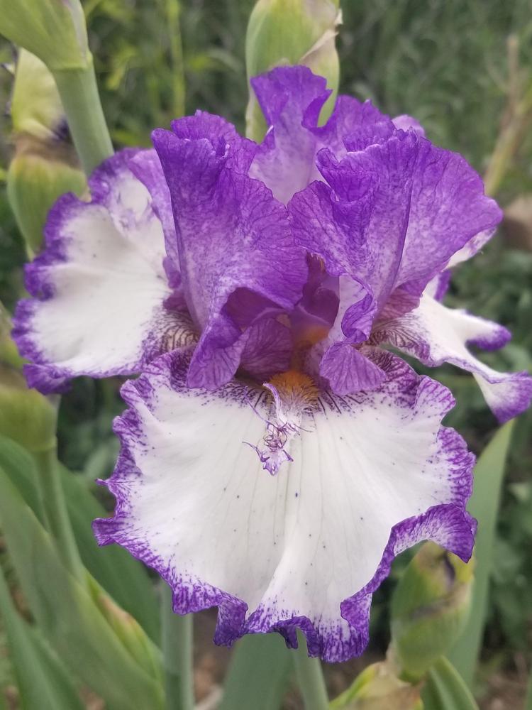 Photo of Tall Bearded Iris (Iris 'Momentous Occasion') uploaded by ldenton9