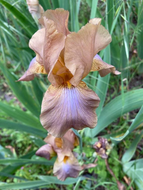 Photo of Tall Bearded Iris (Iris 'Jean Cayeux') uploaded by pmpauley