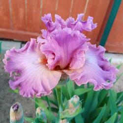 Location: East facing garden zone 6b
Date: May 2023
Maiden bloom, happy with the color and form. Very pretty, nice in