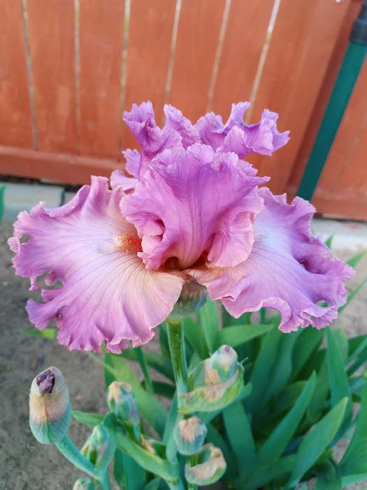 Photo of Tall Bearded Iris (Iris 'Pointed Remark') uploaded by scary1785