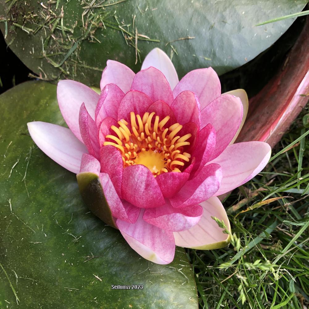 Photo of Hardy Water Lily (Nymphaea 'Attraction') uploaded by sedumzz
