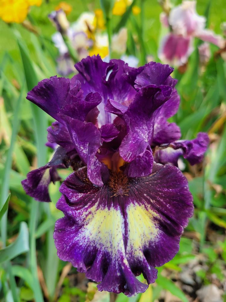 Photo of Tall Bearded Iris (Iris 'Expanding Universe') uploaded by KyDeltaD