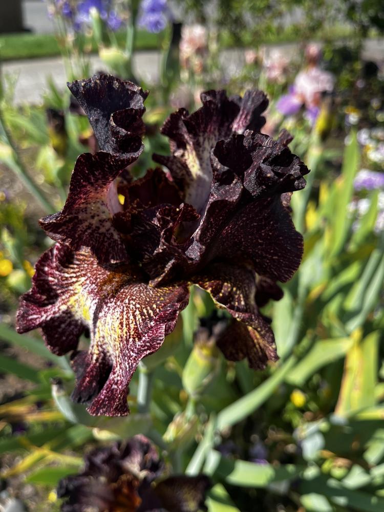 Photo of Tall Bearded Iris (Iris 'Sorbonne') uploaded by imnotmike